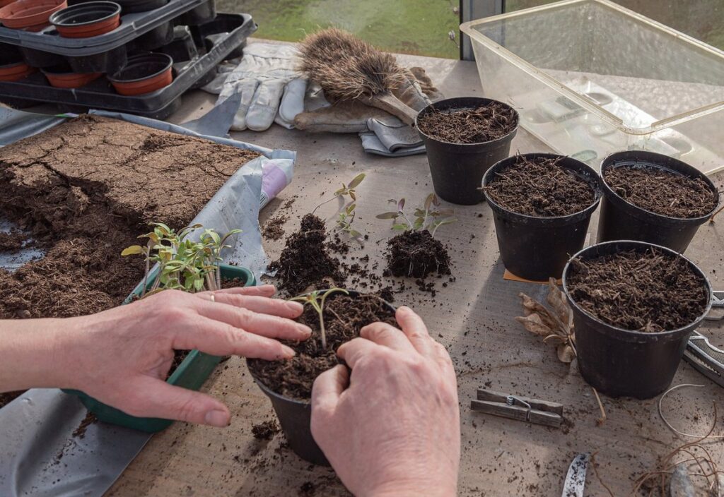 seedling transplant readiness