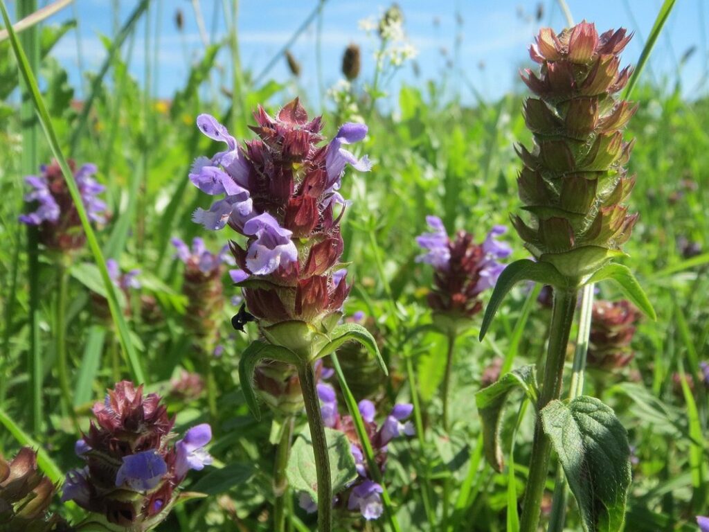 self heal plant prunella vulgaris