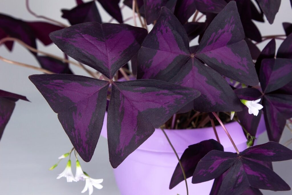 do shamrock plants close up at night