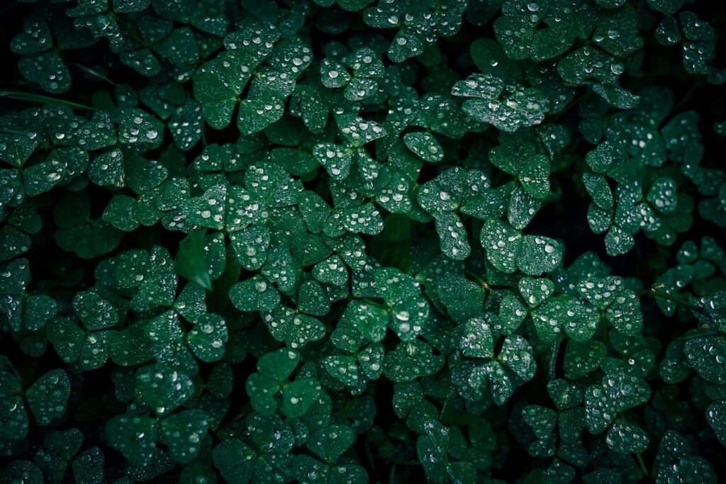 can shamrock plants go outside