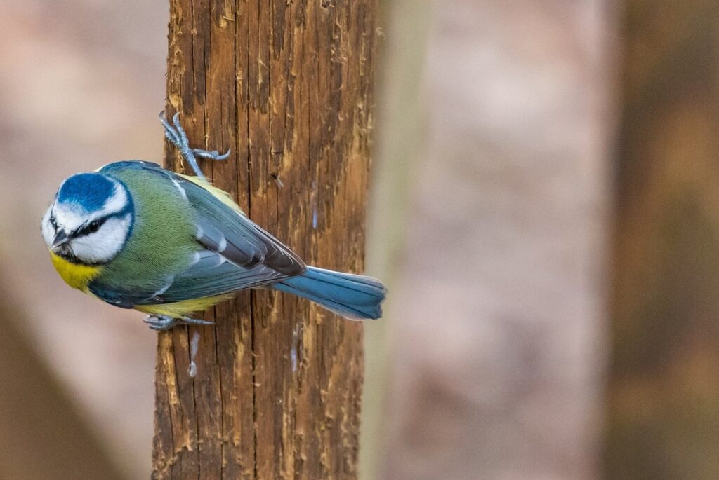 small space garden design