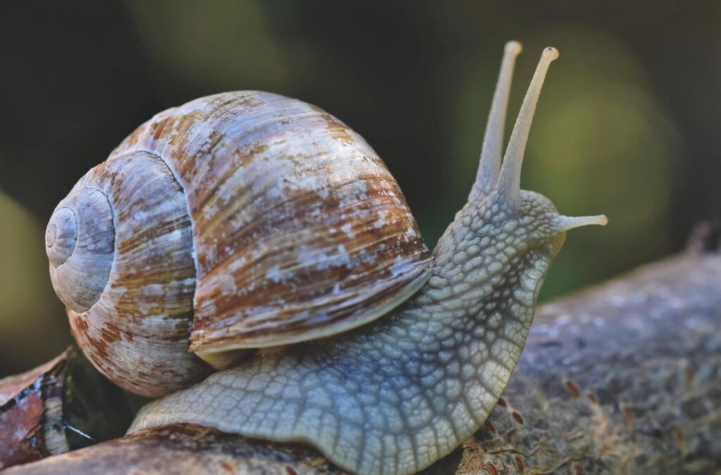 snail control in garden