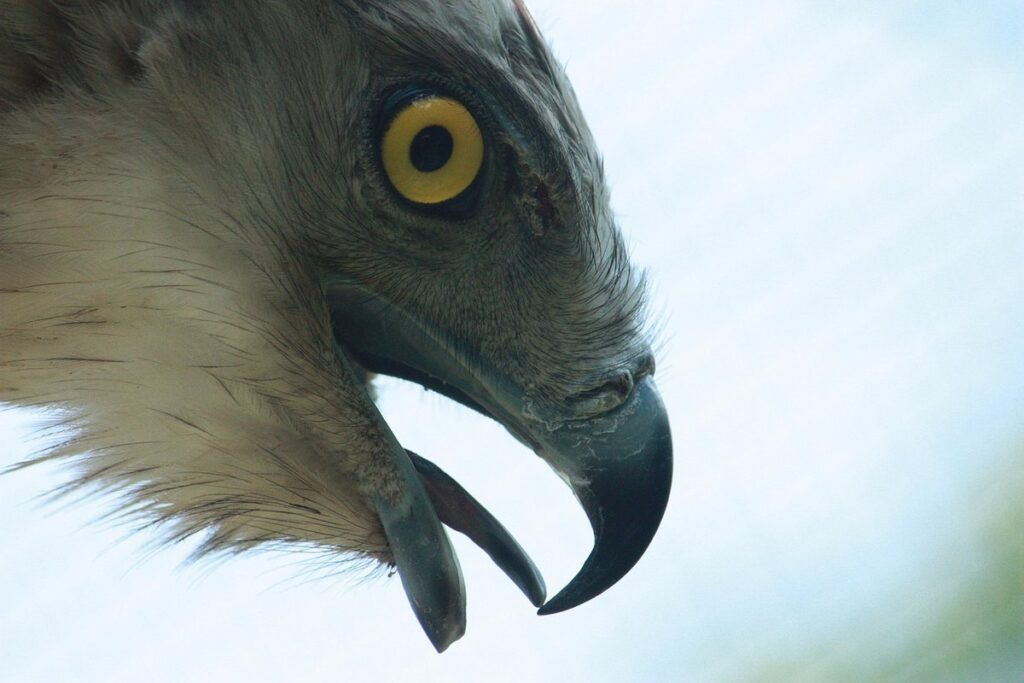 snake plant care guide