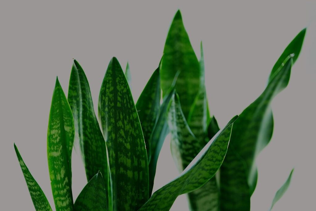 snake plant care indoors