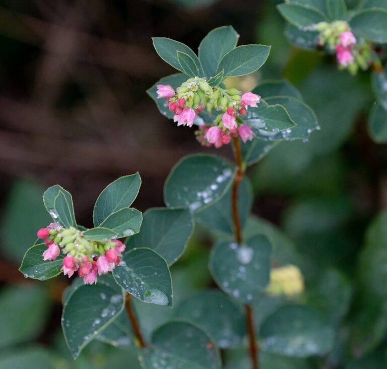 snowberry flowers symphoricarpos