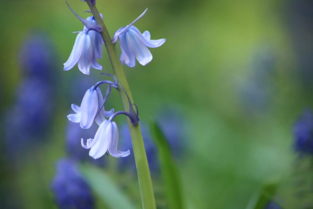 spanish bluebell flower