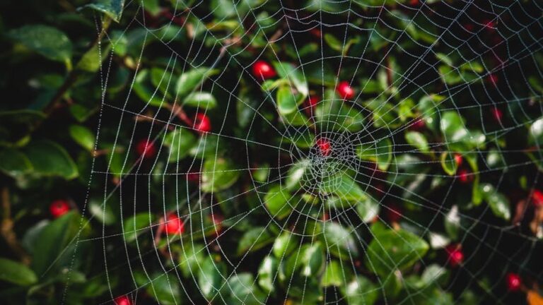 spider plant care guide