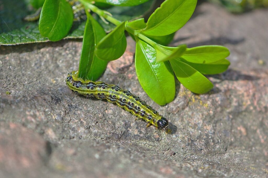 squash vine borer control