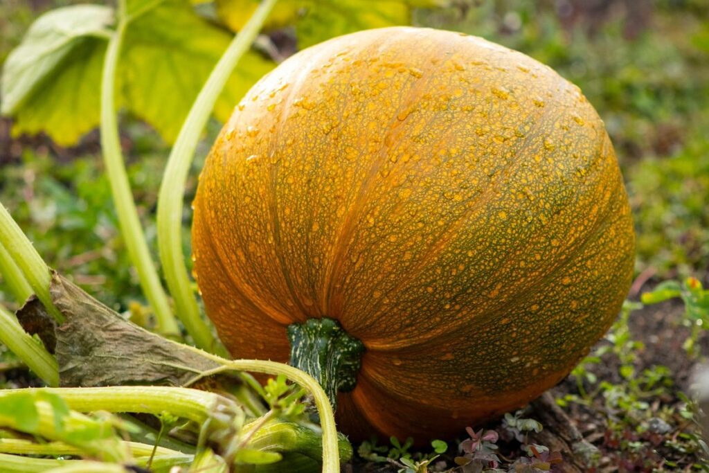 pollinating squash and zucchini