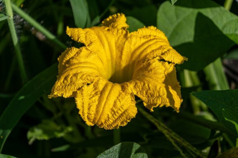 pollination issues in squash