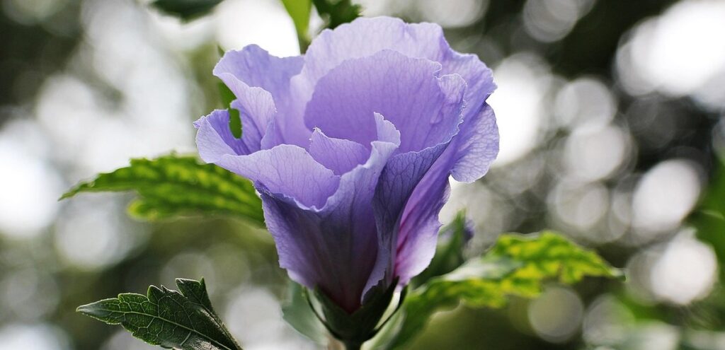 sun exposure in gardens explained