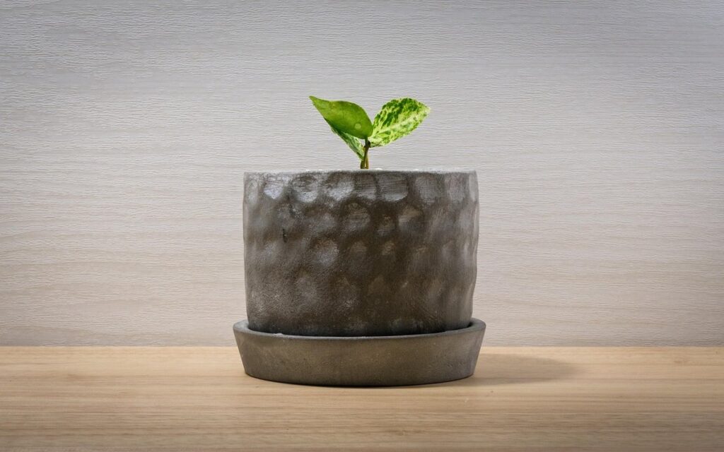 terrarium plants and care