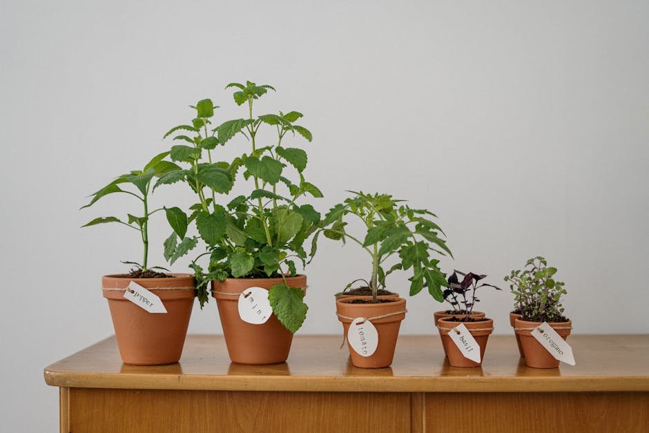 Tomato gardening in pots -> Tomato potting