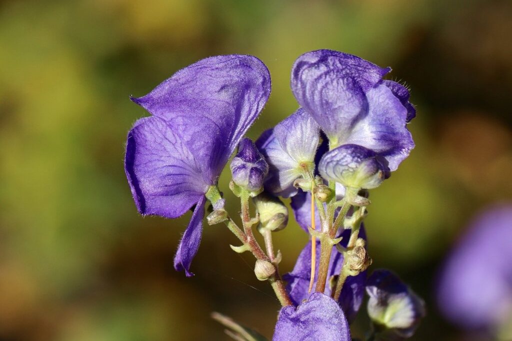 toxic plants for cats and dogs