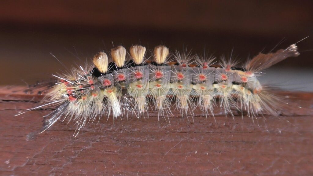 tussock moth caterpillar
