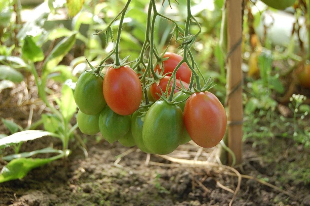 using a greenhouse