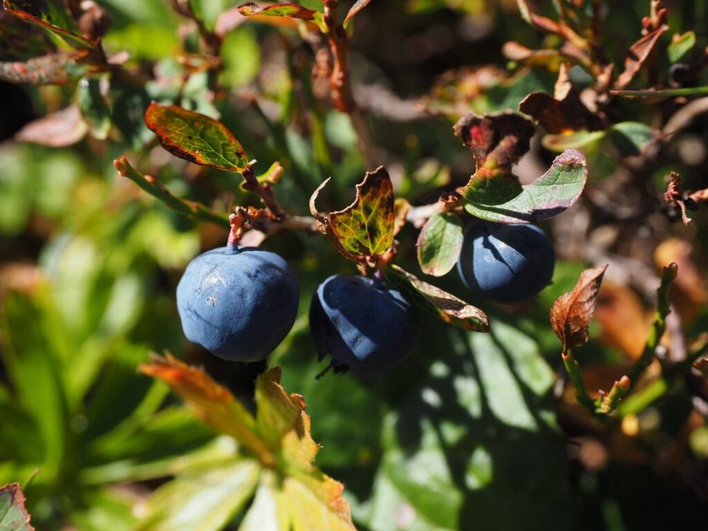 vaccinium ovatum plants