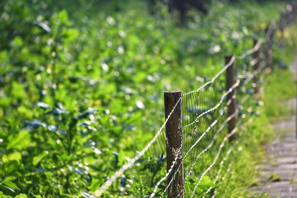 fenced vegetable garden ideas
