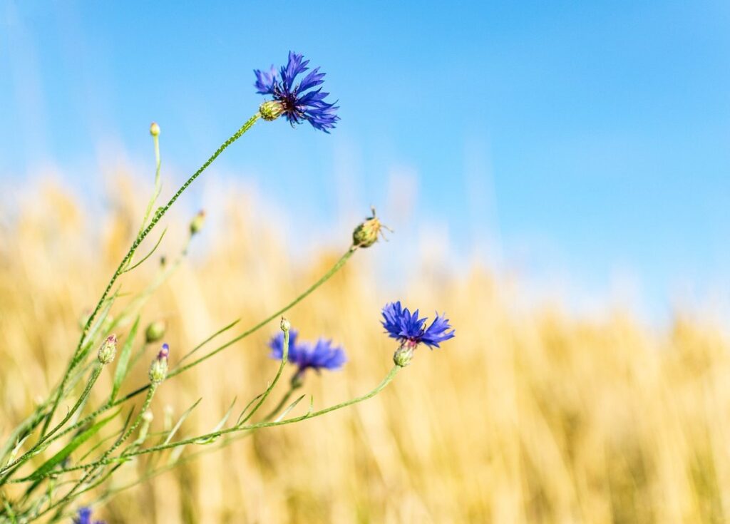 wildflower plant list