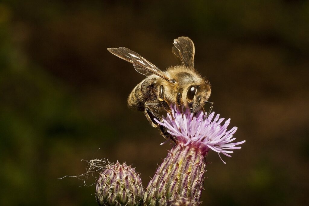 wildflower for bees