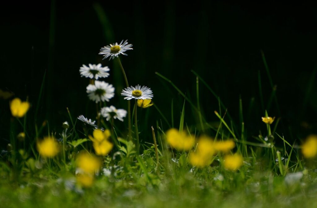 no mow wildflower lawn