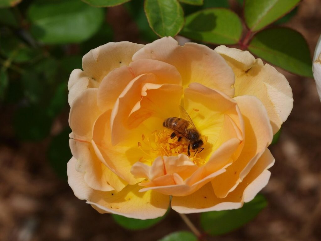 wildflowers bees love