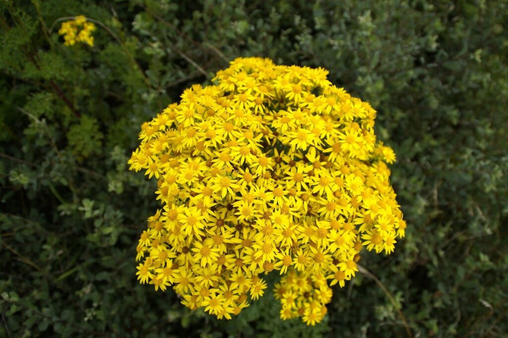 wildflowers of scotland