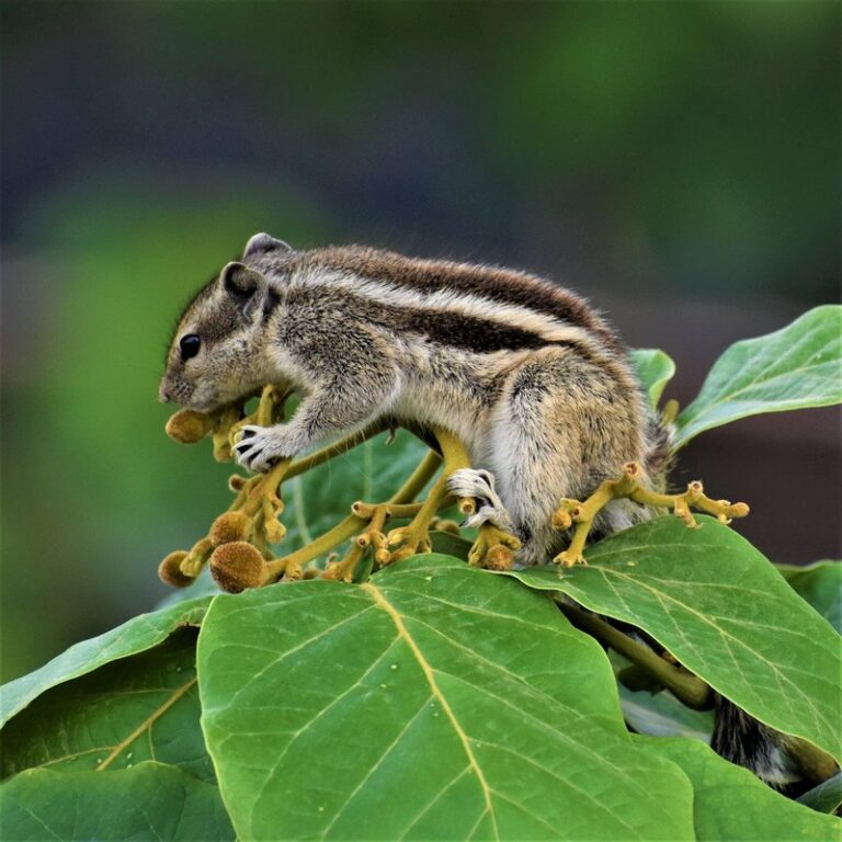 wildlife friendly plants