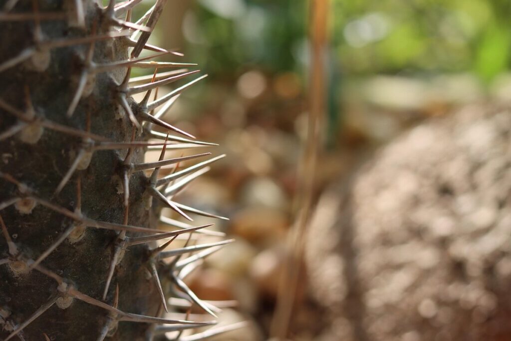 xeriscape garden ideas
