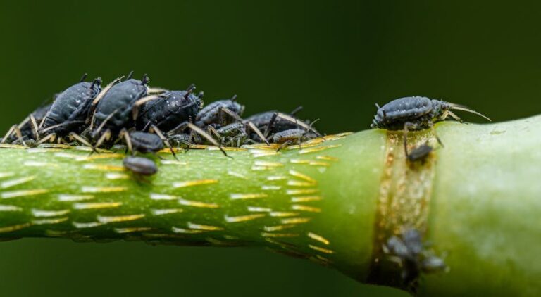 aphid control on roses