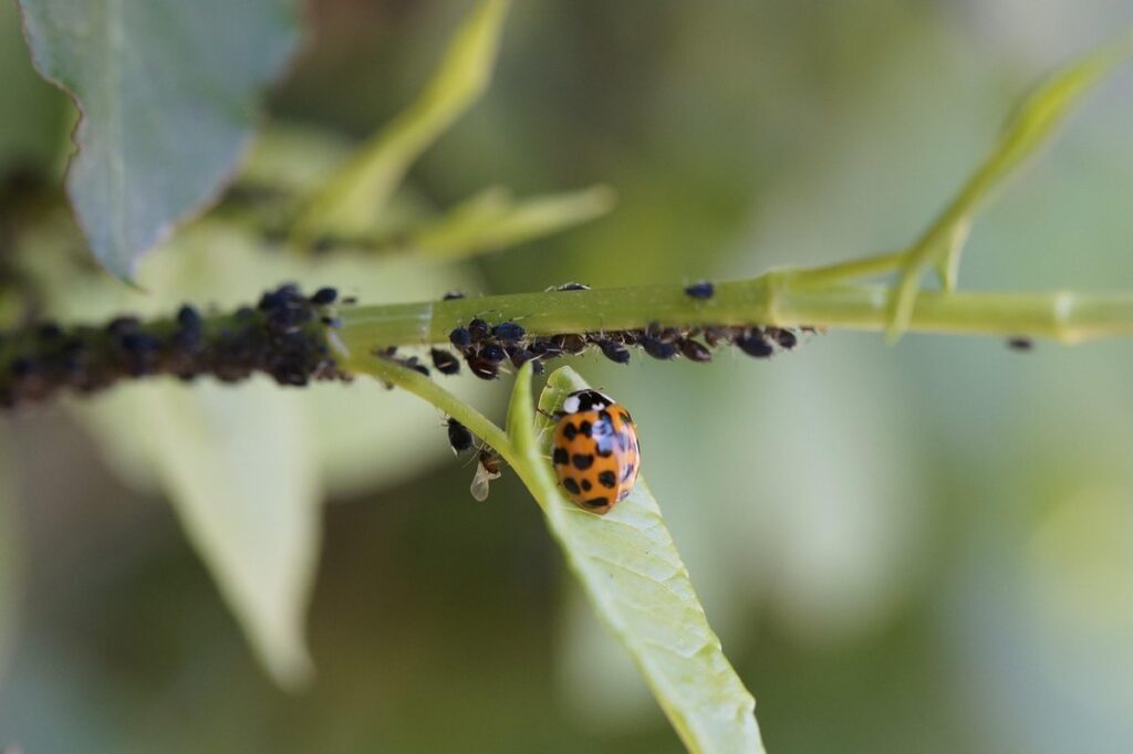 aphid predators in garden