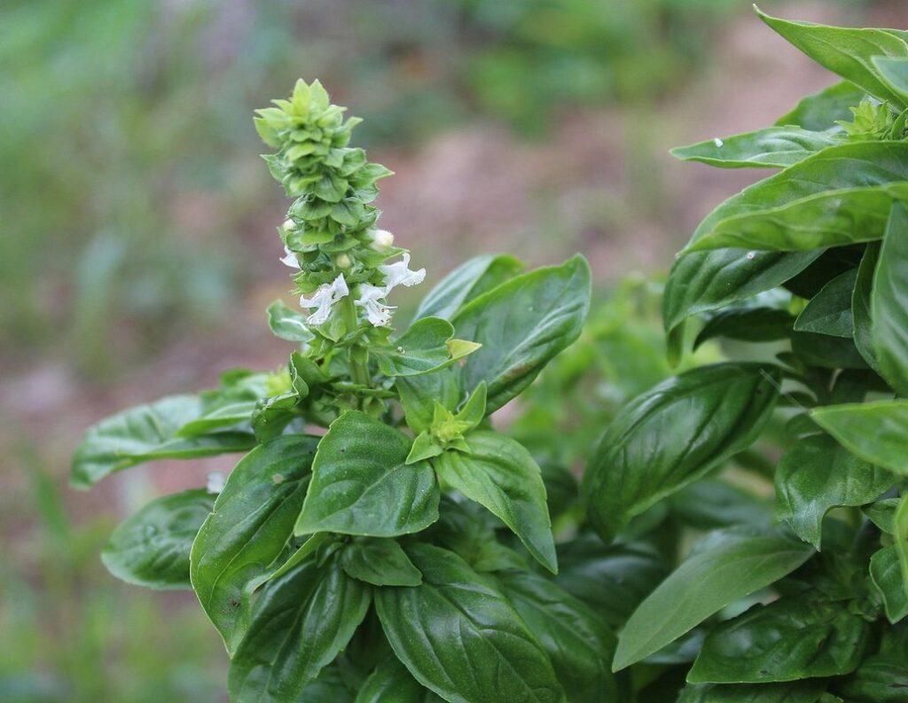 basil blooming