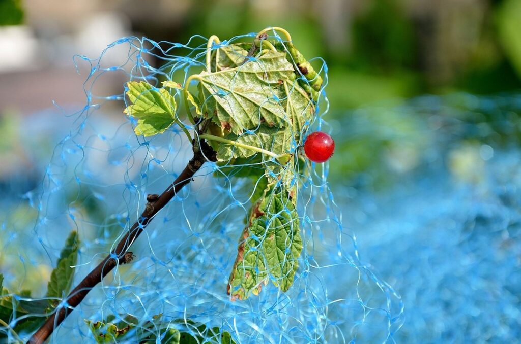 bird netting for fruit