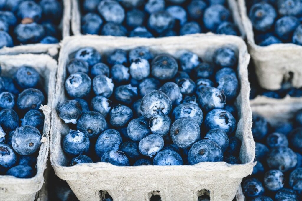 growing blueberries in containers