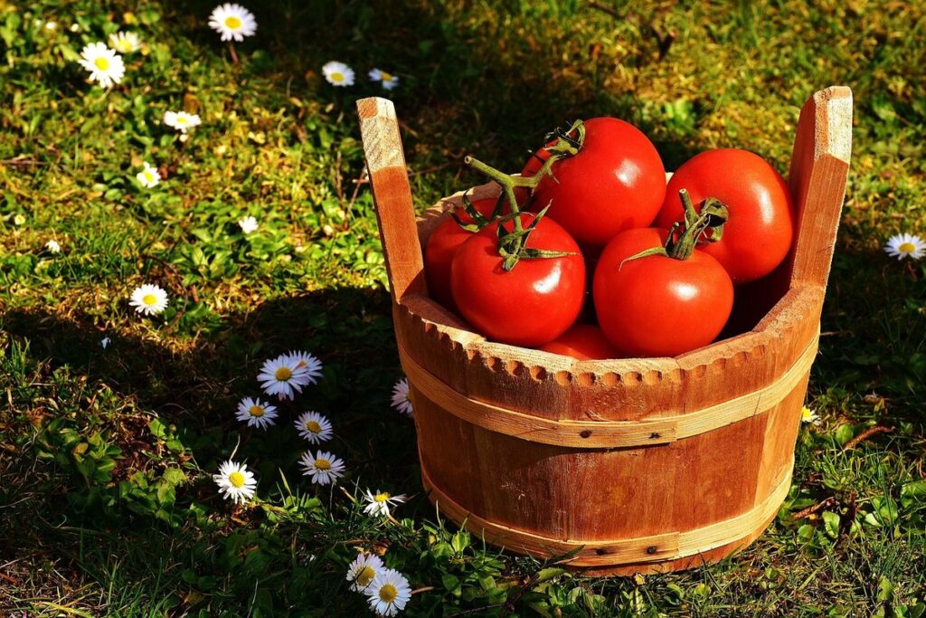 bucket gardening tomatoes