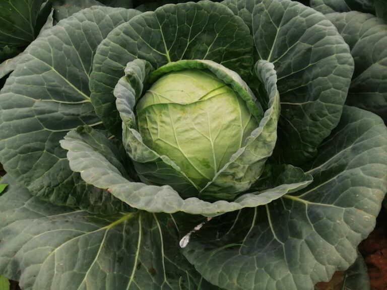 cabbage worm control in garden