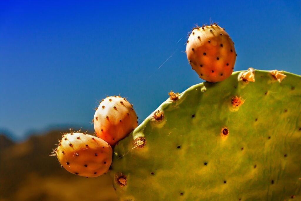cactus fruit prickly pear