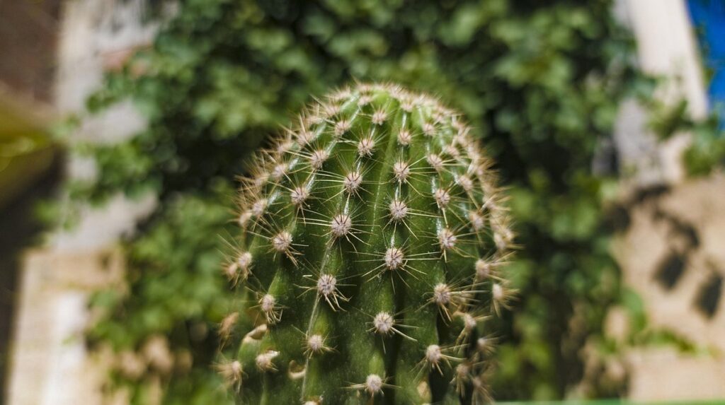 cactus spines safety tips