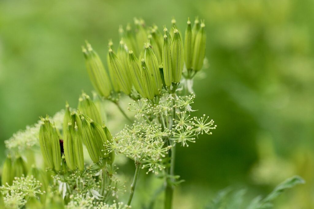 chervil growing tips