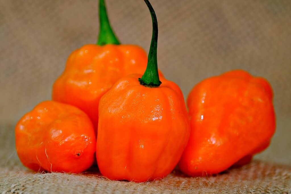 how do you grow chilli peppers