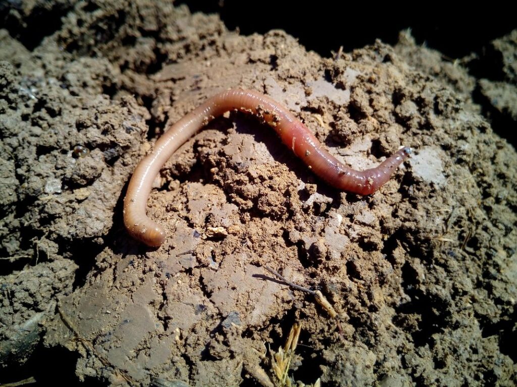 composting with worms