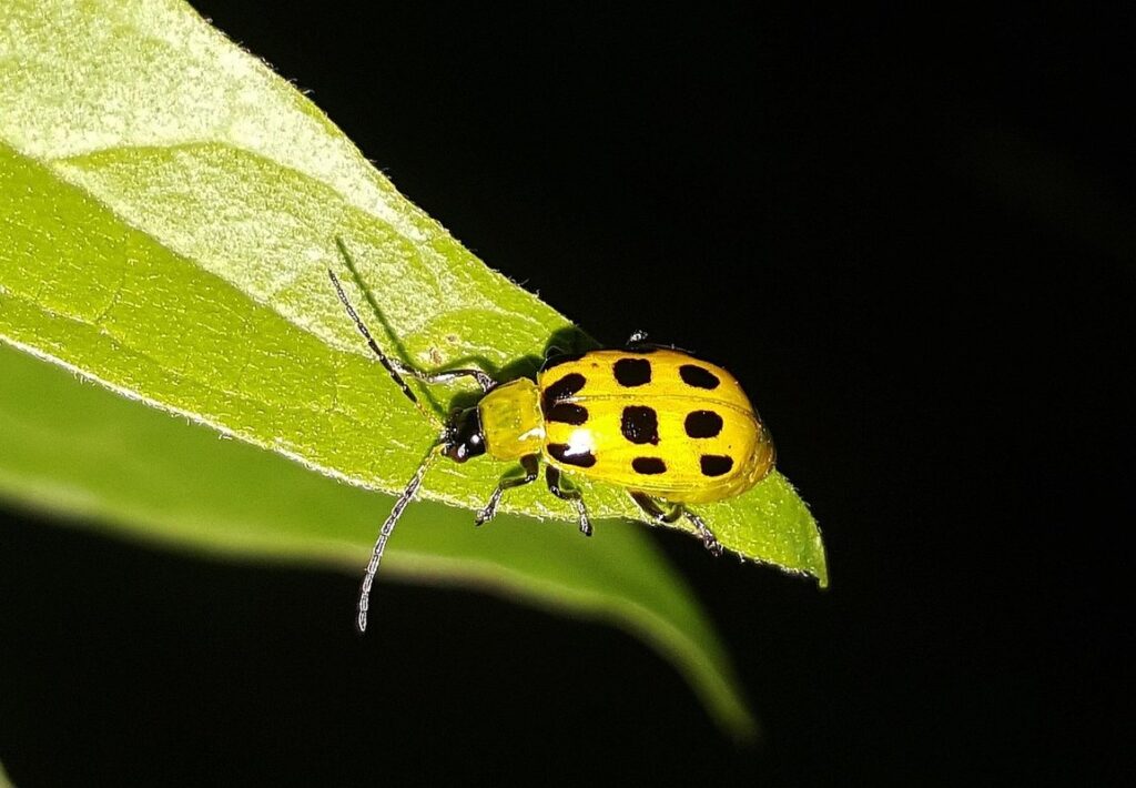 cucumber beetles control organically