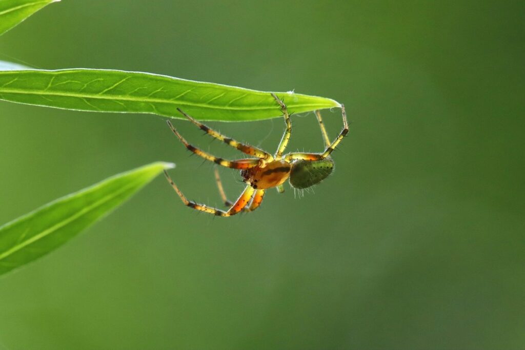 cucumber leaves going yellow