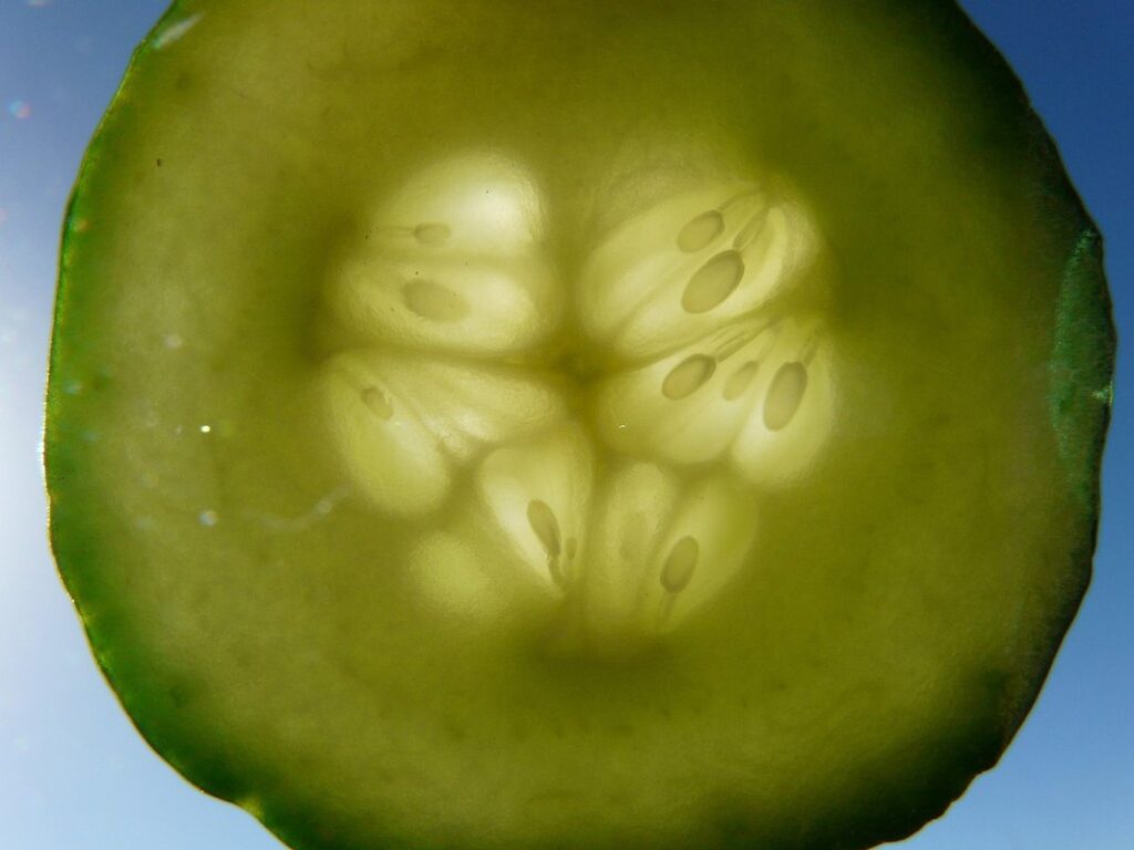 when to plant cucumber seeds indoors