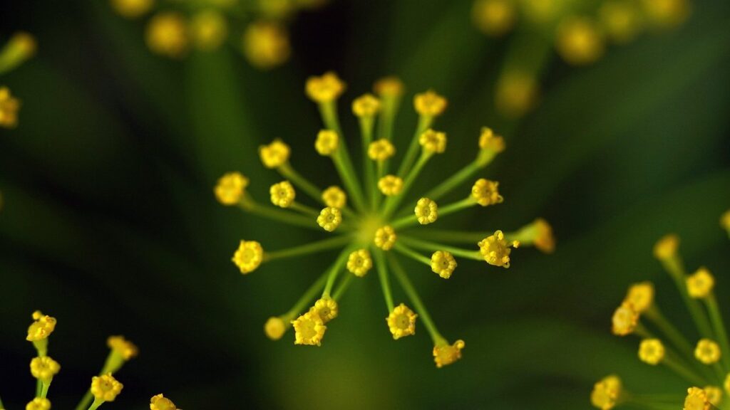 dill flower harvesting