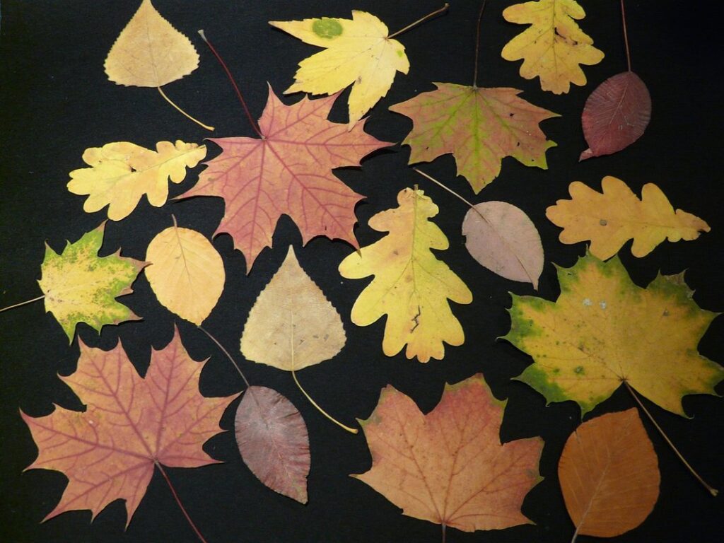 plants that can be dried and pressed