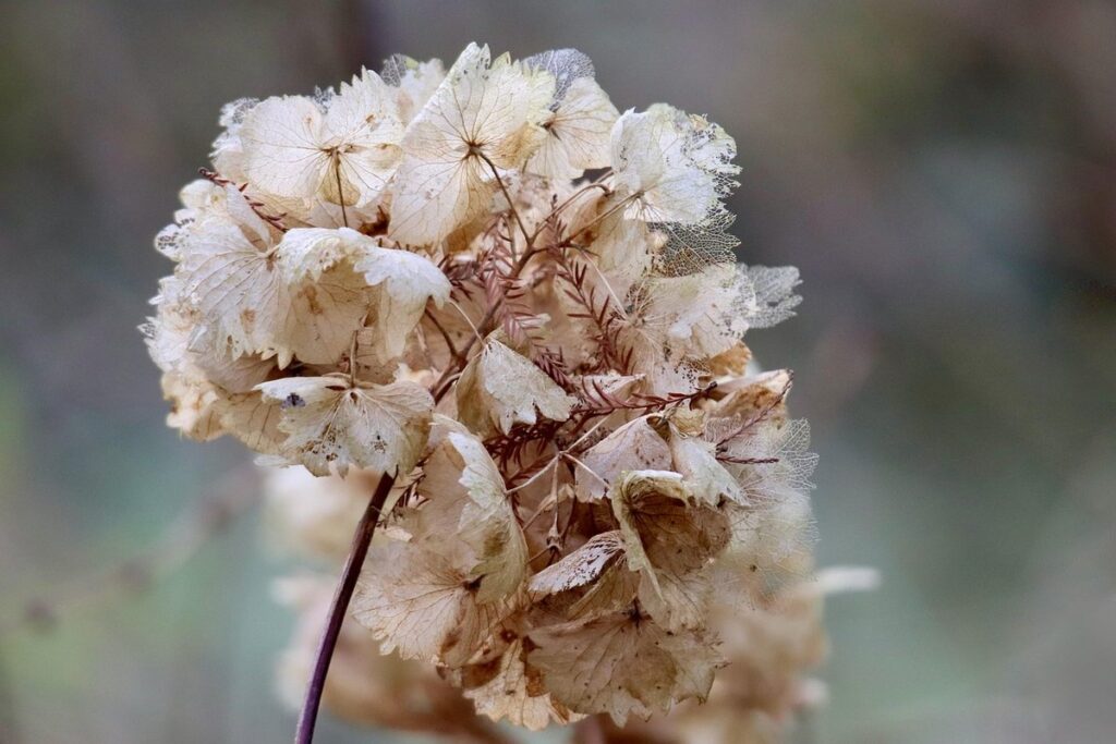 dry flower petals craft