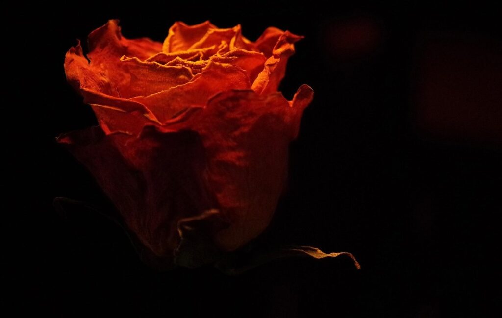 dry rose petals from flowers