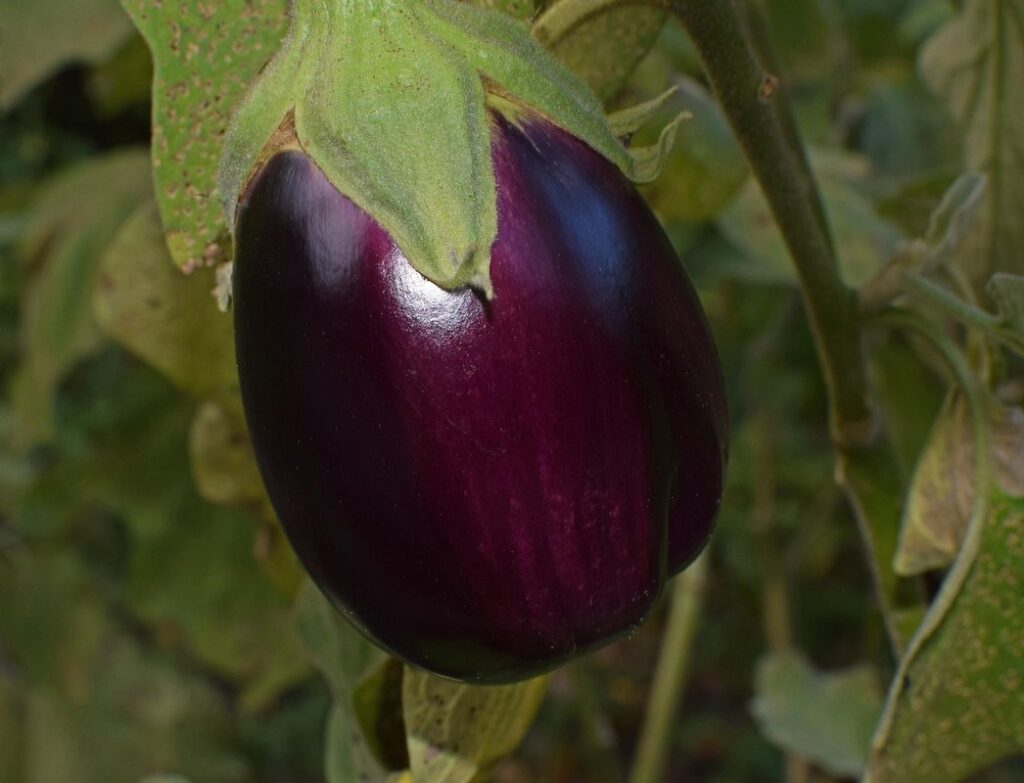 eggplant companion plants