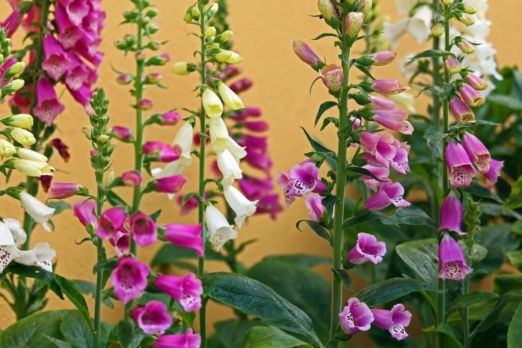 designs for flower beds